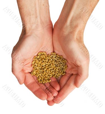 Wheat in the hands