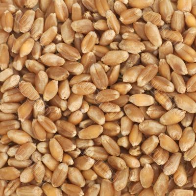 Wheat texture
