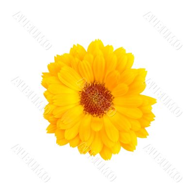 Calendula on a white background