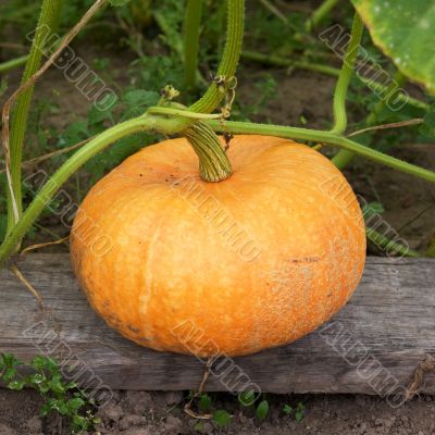 Greater yellow pumpkin