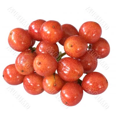 The berry of Arrowwood