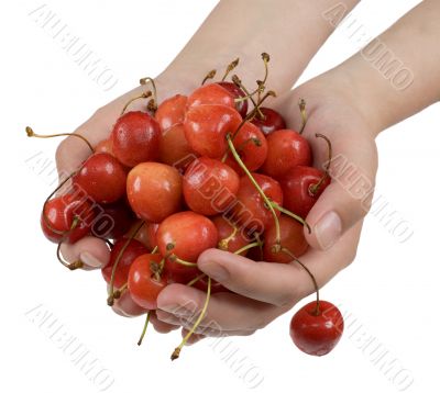 Sweet cherry in palms