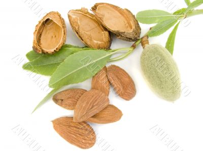 Young almond