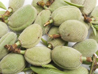 Crop of young unripe almonds nuts