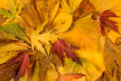 Autumn leaves Autumn leaves