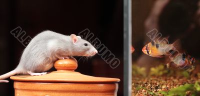 rat and aquarium