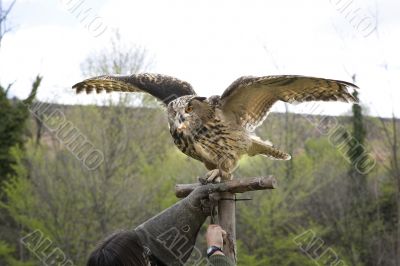 barn owl with tamer