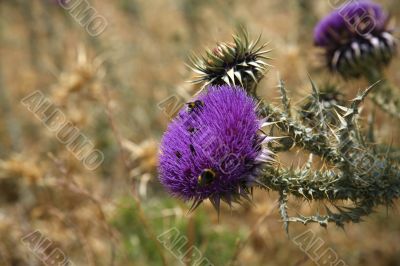 bee on flower