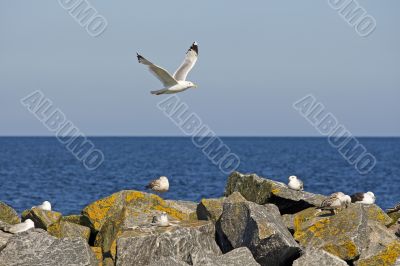 Seagull in the flight