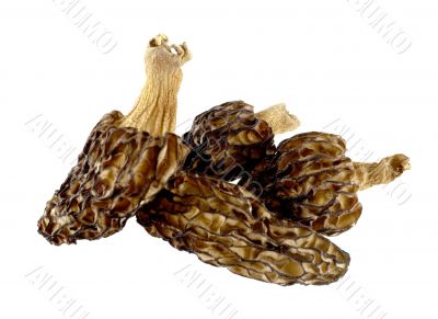 Dried morels on a white