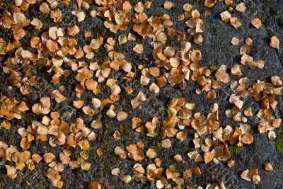 Yellow autumn leaves