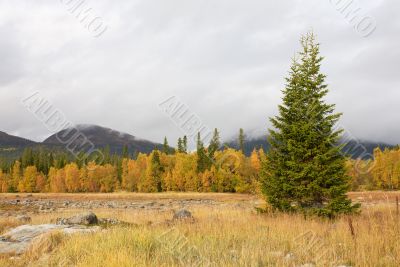 Autumn landscape with a fur-tree