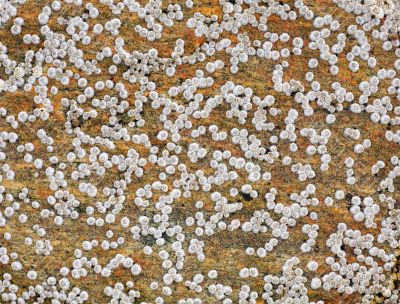 Sea animals on a rock