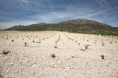 landscape with cultivation