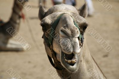 camel smiling