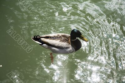 duck on water