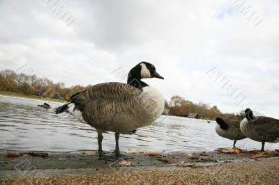 ducks lake