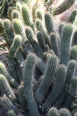 cactus finger shaped
