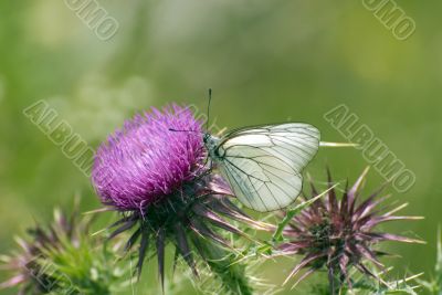 Butterfly on a crimson flower