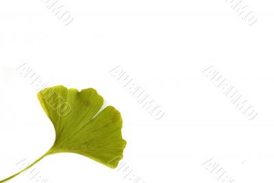 ginkgoes bilobate - isolate leaf