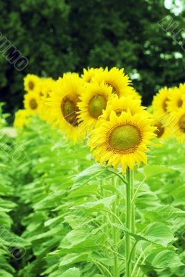 Field of sunflowers