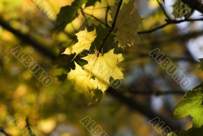 yellow leaves, shallow focus