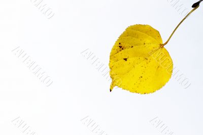 linden leaves isolated on white background