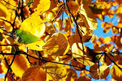 yellow leaf background close up