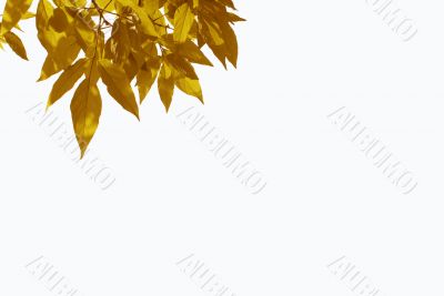 yellow leaves