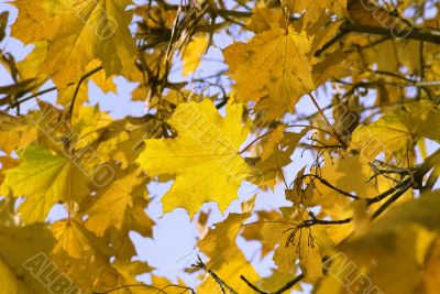 yellow leaves, shallow focus, leaves of maple