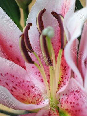 pink flower extreme close up