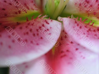 pink flower extreme close up