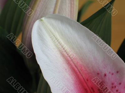 pink flower petal close up