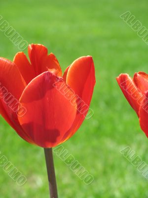 red tulips and green grass