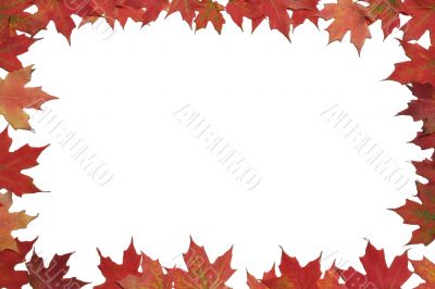  Red maple leaf poster or card.