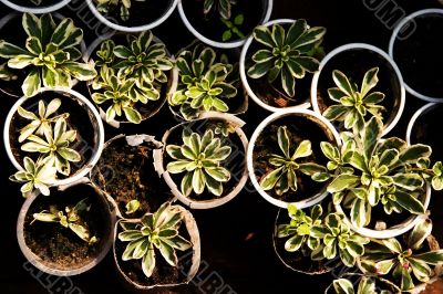 Focus on short plants