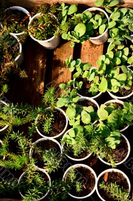 Focus on short plants