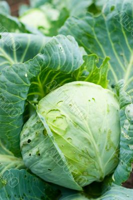 Cabbage with leaves