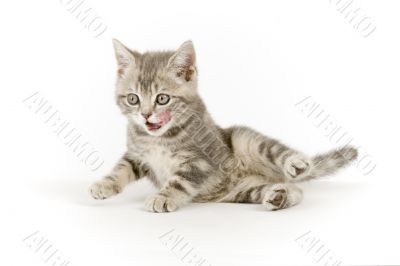 Gray marmoreal scottish breed kitten