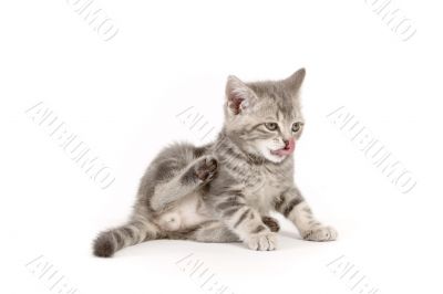 Gray marmoreal scottish breed kitten