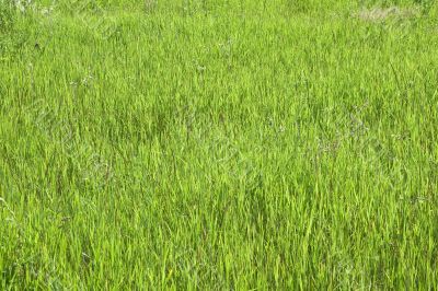 Green grass texture