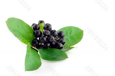 Bunch of black mountain ash on white background