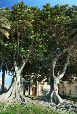 Two huge ficus macrophylla