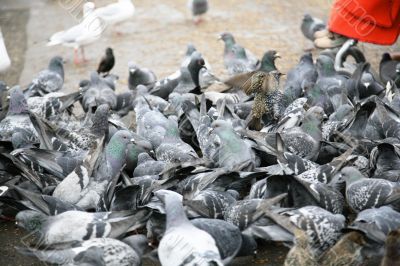 pigeons attack