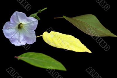 Foliage Foliage