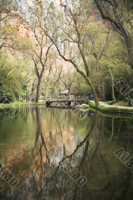 reflected trees