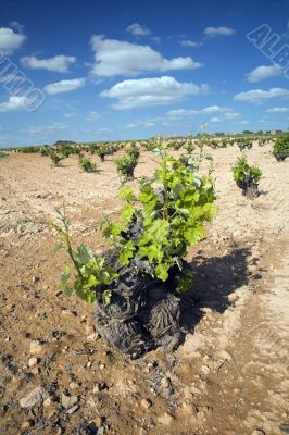 vine trunk