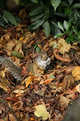 squirrel in leaves squirrel in leaves