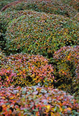 Autumn  bushes