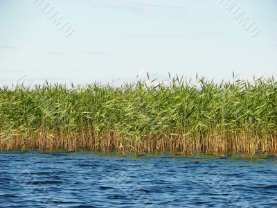 Reed in water